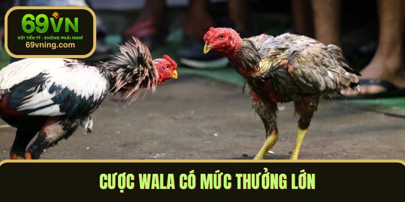 Cược wala có mức thưởng lớn