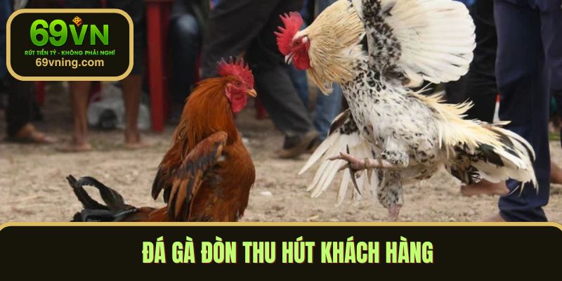 Đá gà đòn thu hút khách hàng