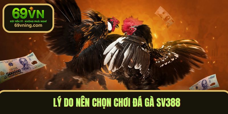Lý do chọn cược đá gà SV388